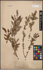 Salix aurita L. x Salix repens L.